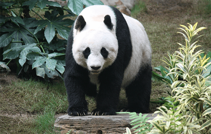 Recovering from Panda hit after High-Risk SEO